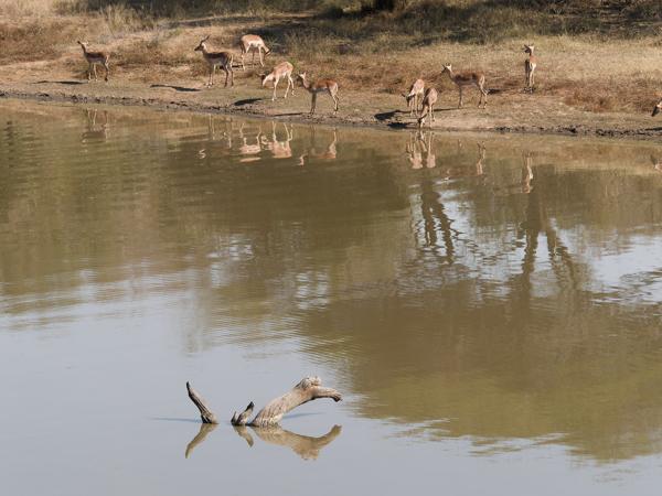 Impala (Aepyceros melampus)